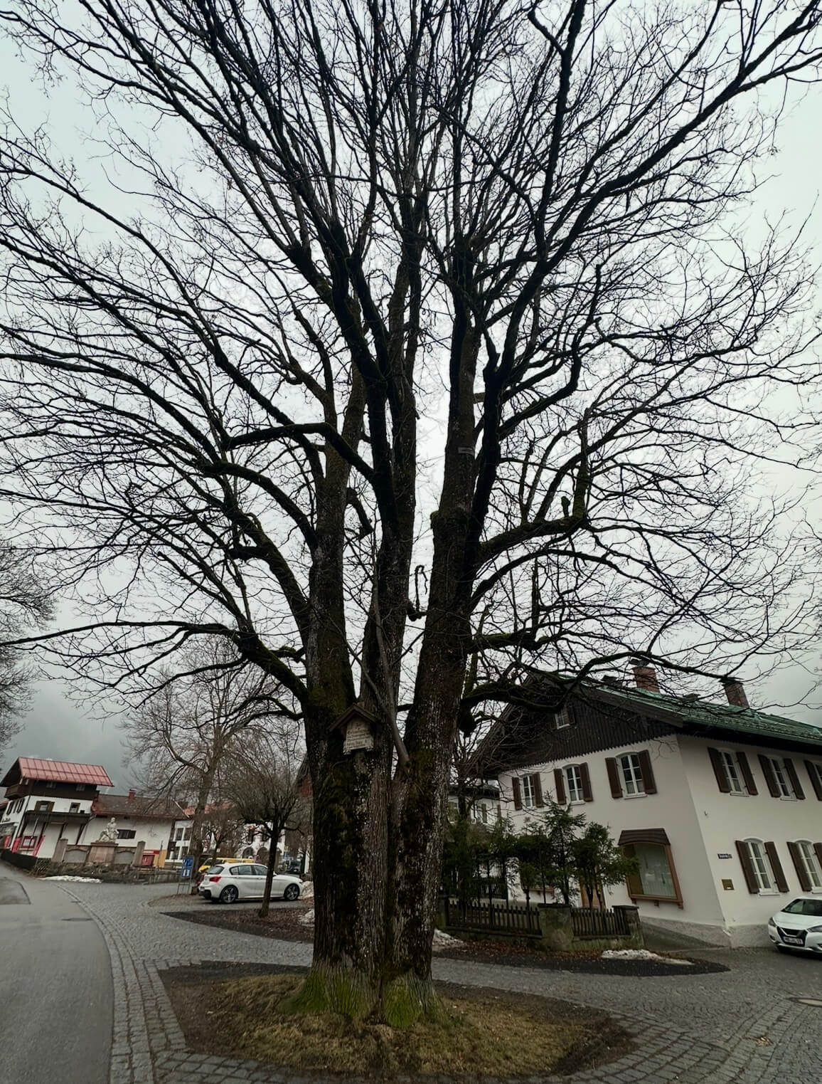 IMG 3575